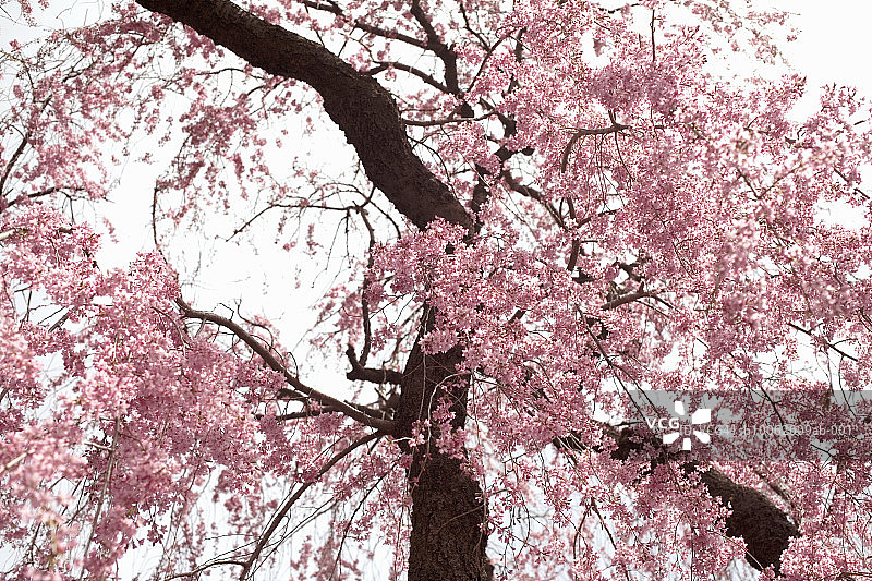 公园里的樱花，低角度拍摄图片素材