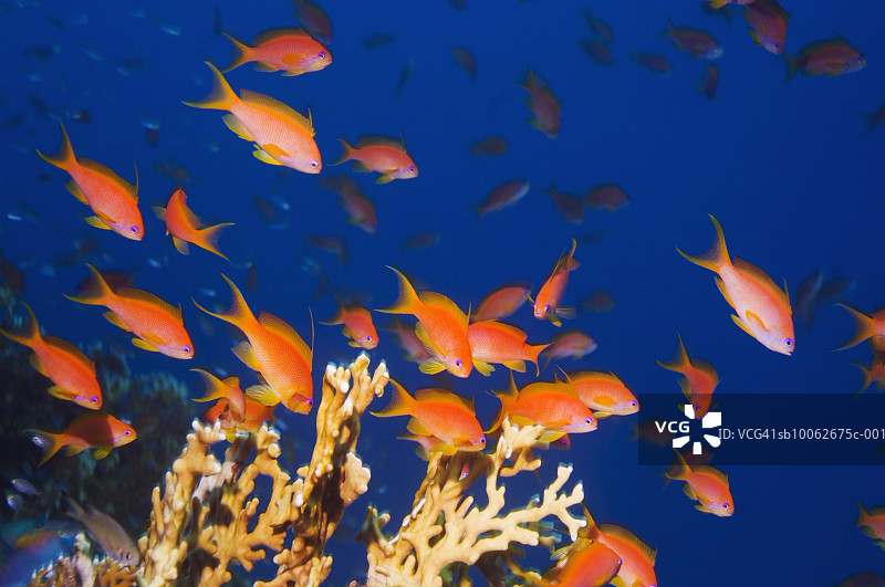珊瑚礁中的琴尾Anthias鱼群图片素材