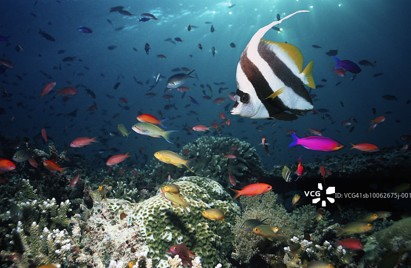 鱼（双带立旗鲷）与珊瑚礁上的花鮨banner图片素材