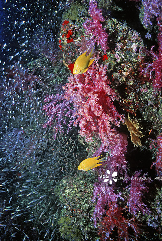 金色海葵鱼与矮扫鱼和软珊瑚图片素材
