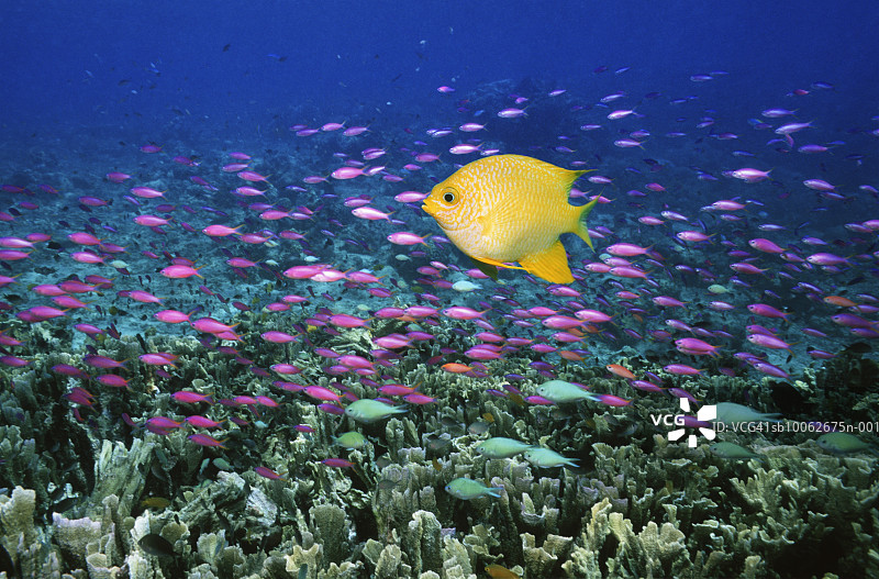 金色雀鲷与黄条花鮨在珊瑚礁中图片素材