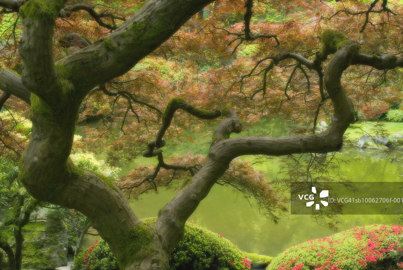 春天的日本枫树图片素材