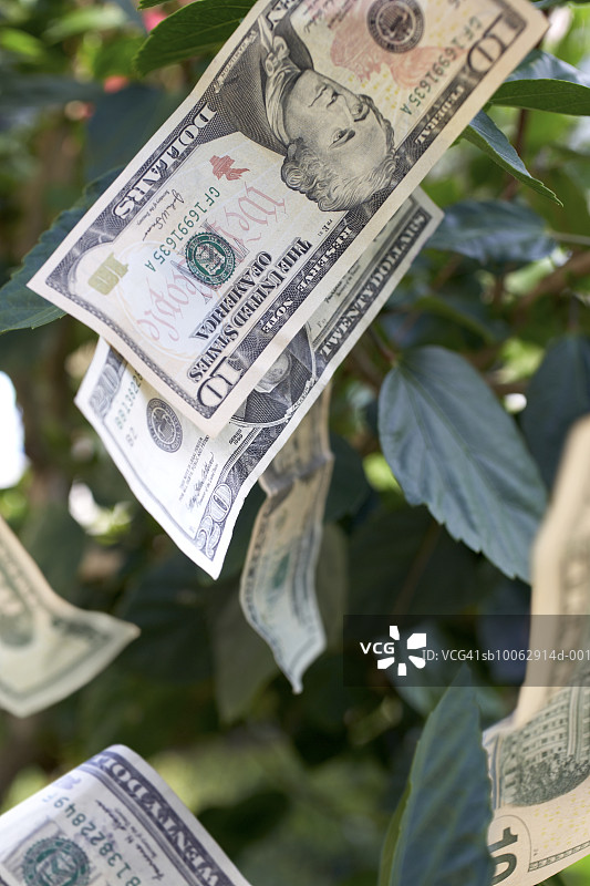 挂在树上的美国钞票特写图片素材