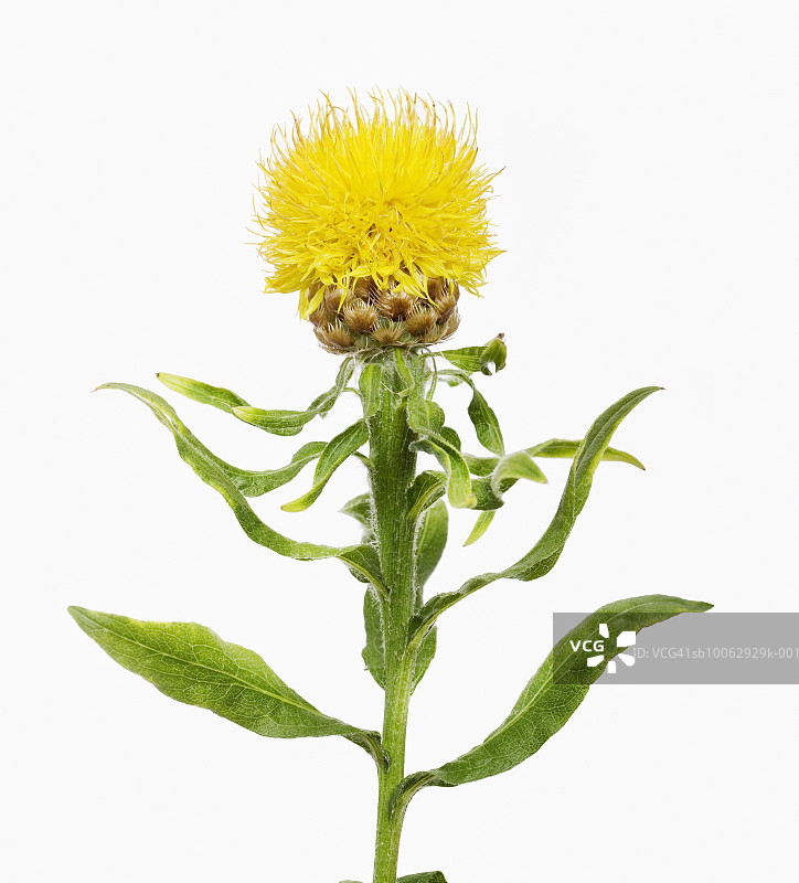 大头矢车菊花朵和叶子（白色背景）图片素材