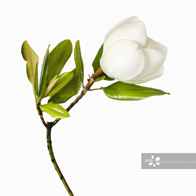 白色背景上的木兰花和叶子，特写图片素材