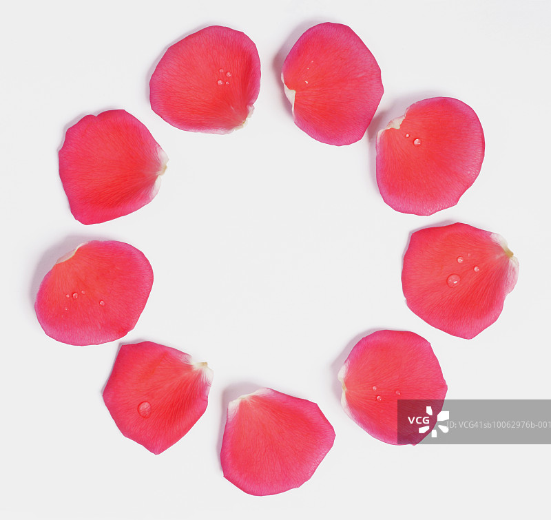 白色背景上排列成圆形的粉色玫瑰花瓣，俯视角度图片素材