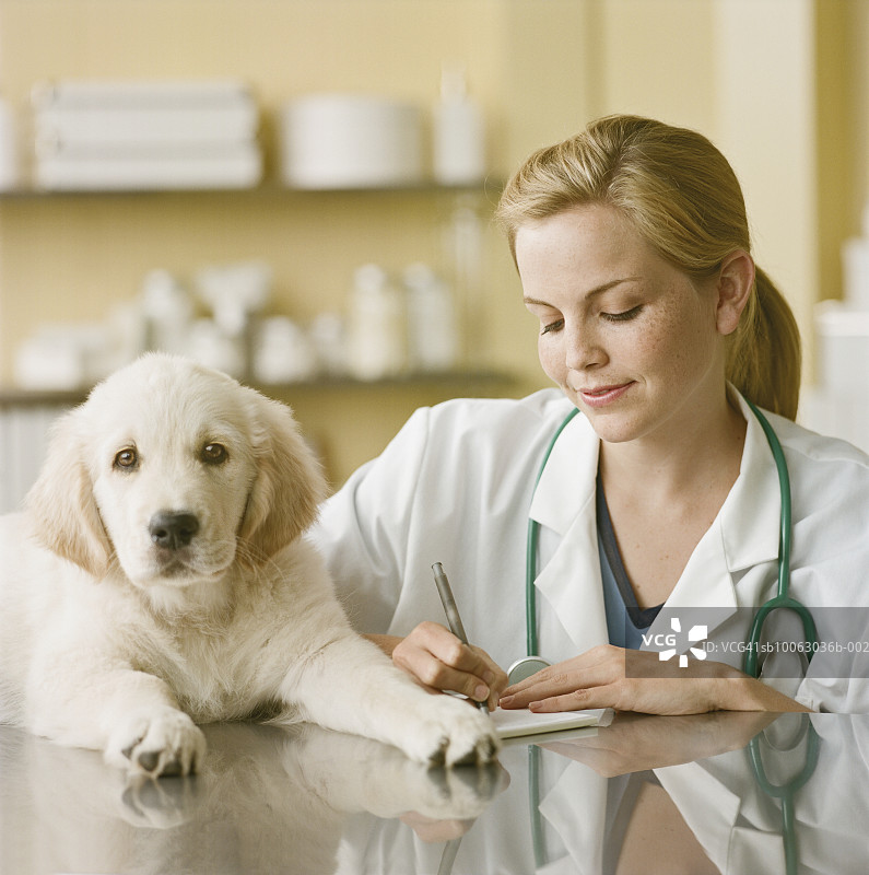兽医为金毛幼犬开处方，面带微笑图片素材
