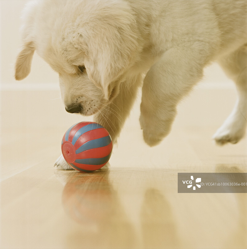 玩球的金毛幼犬图片素材