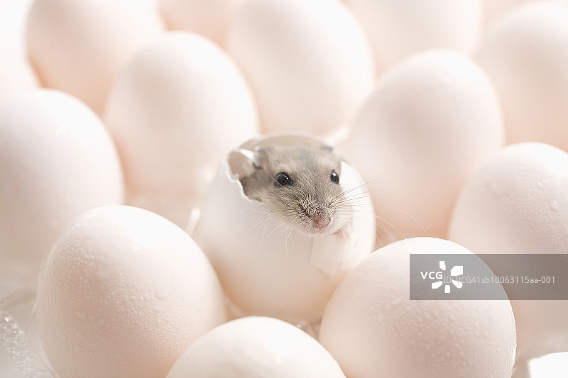 小老鼠破壳而出，特写图片素材