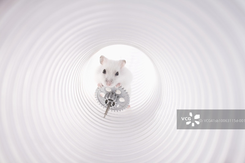 带齿轮机构管子里的白老鼠图片素材