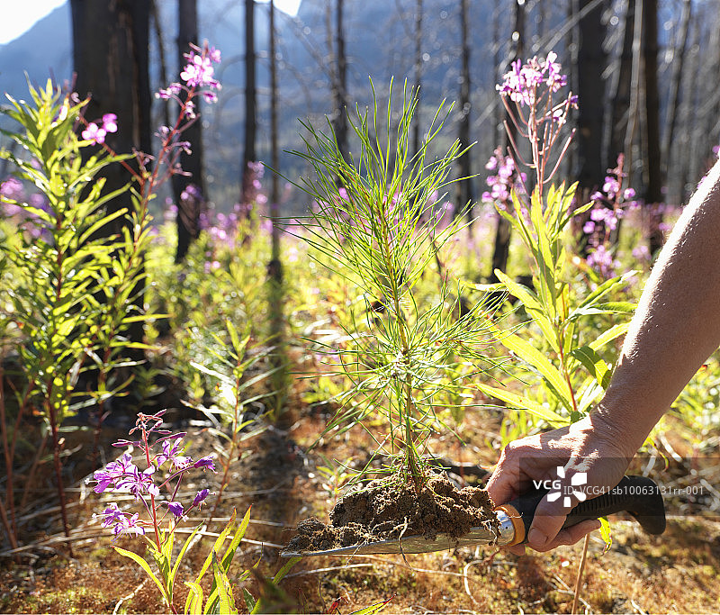 中年男人在烧毁的森林中种植火绒草之间的针叶树，手臂和手的特写图片素材