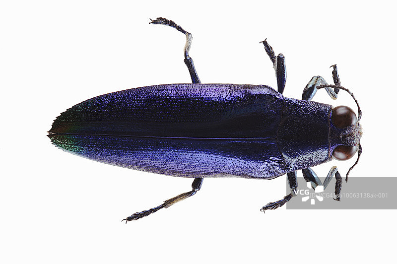 白底上的吉丁虫（Chrysochroa fulminans）俯视图图片素材