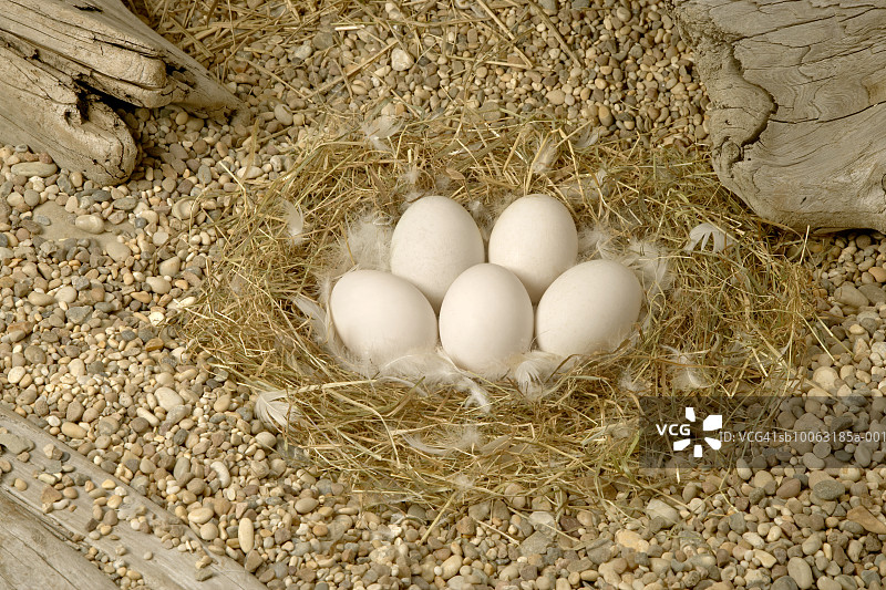 鸟巢里的鸭蛋图片素材