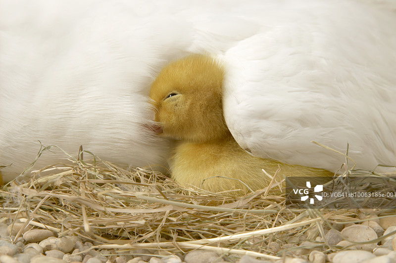 小鸭在母翼下睡着了，特写图片素材