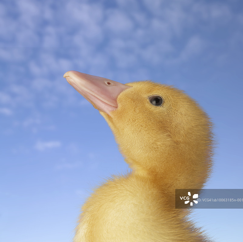 仰望天空的小鸭子，特写侧视图图片素材