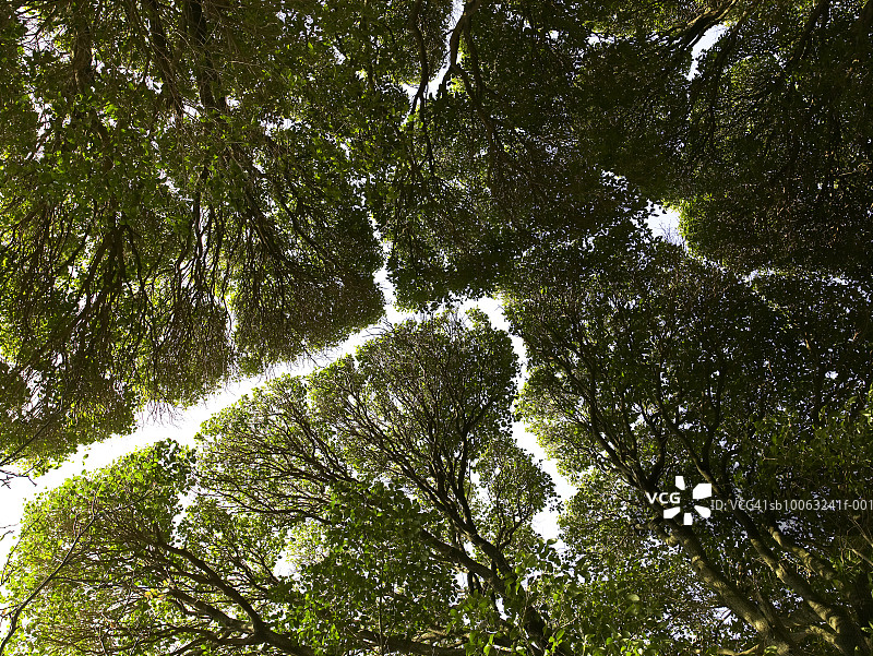 从下方仰视的树冠图片素材