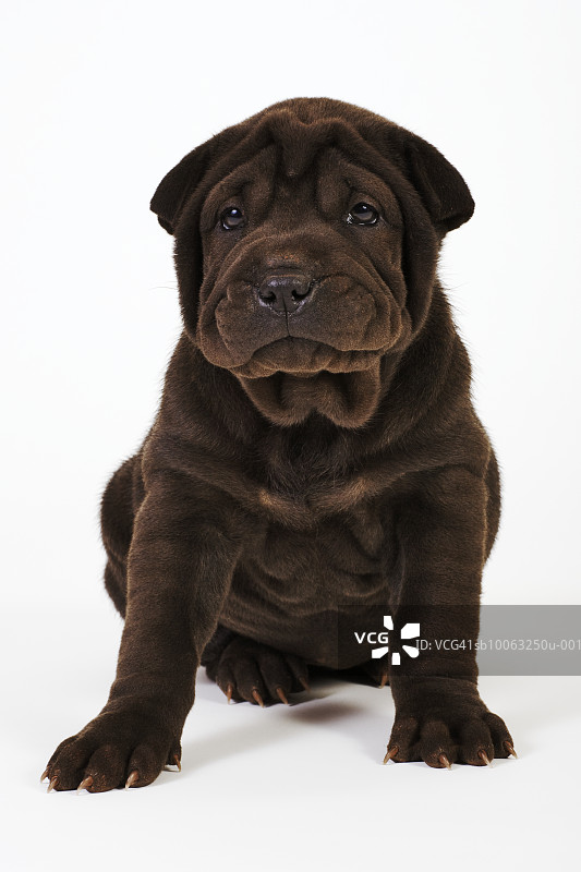 看着镜头的沙皮犬幼犬，工作室拍摄图片素材