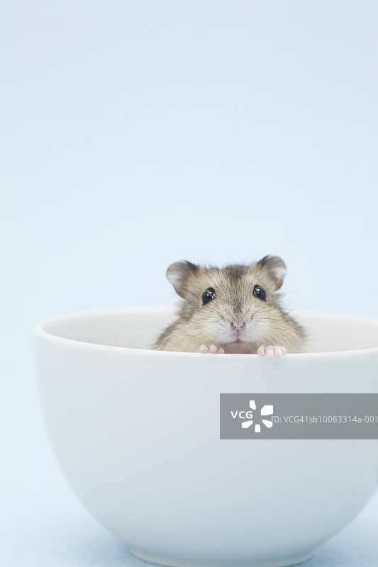 碗中的小仓鼠图片素材