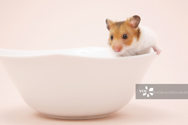 攀爬在碗边的金色仓鼠（Mesocricetus auratus），影棚拍摄图片素材