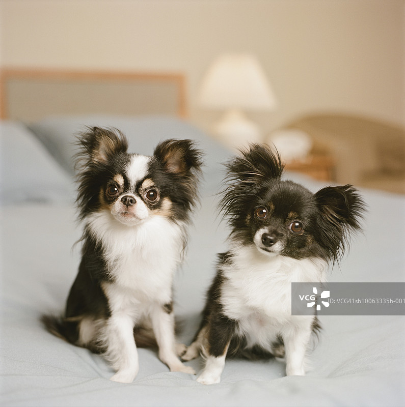 床上两只吉娃娃犬特写图片素材