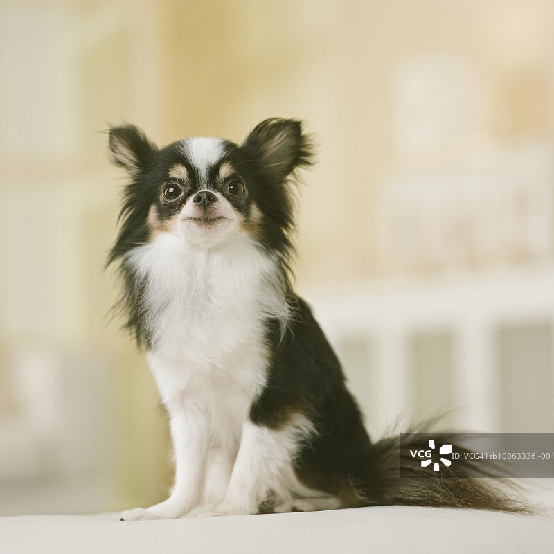 长毛吉娃娃犬坐姿特写图片素材