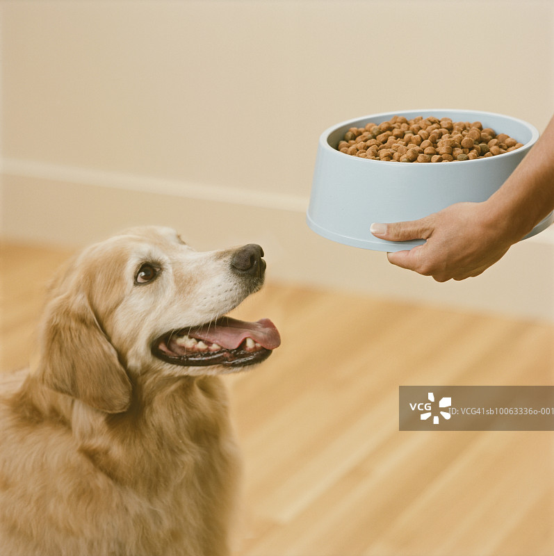 喂养金毛寻回犬的人图片素材