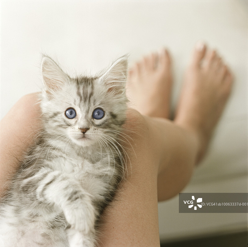 缅因猫小猫躺在人的腿上图片素材