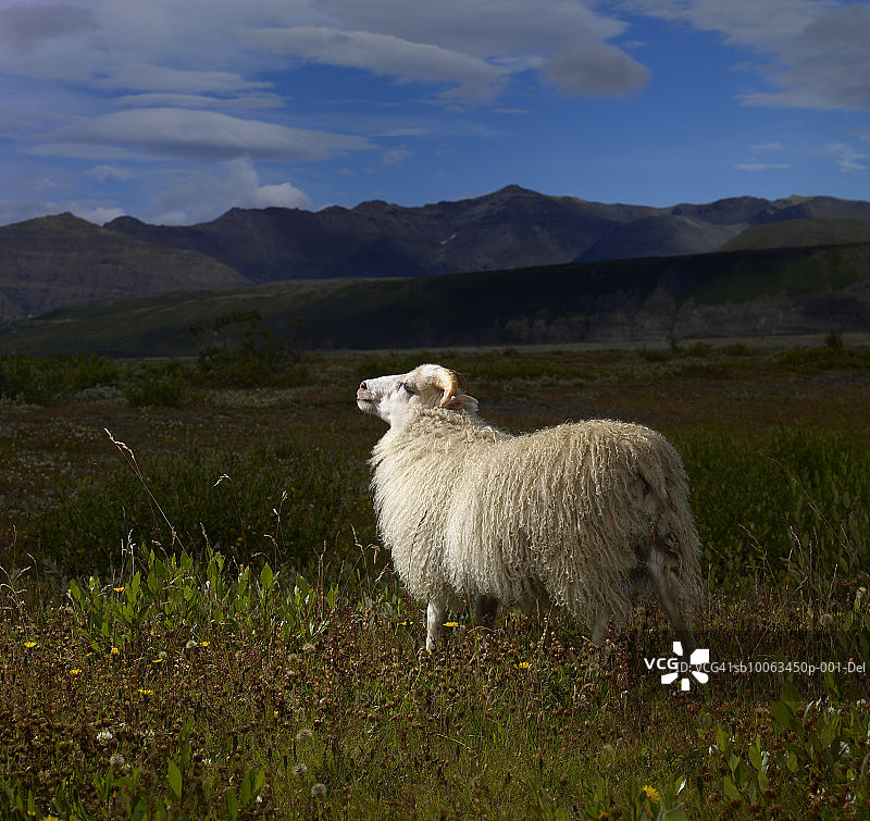 斯卡夫塔费尔国家公园里的绵羊图片素材