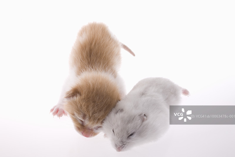 小猫和白色仓鼠一起睡觉图片素材
