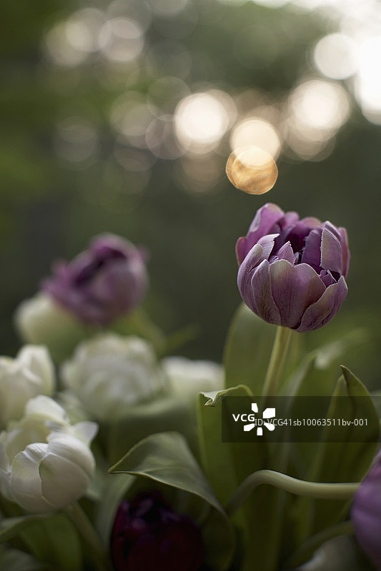 户外盛开的鲜花（特写）图片素材