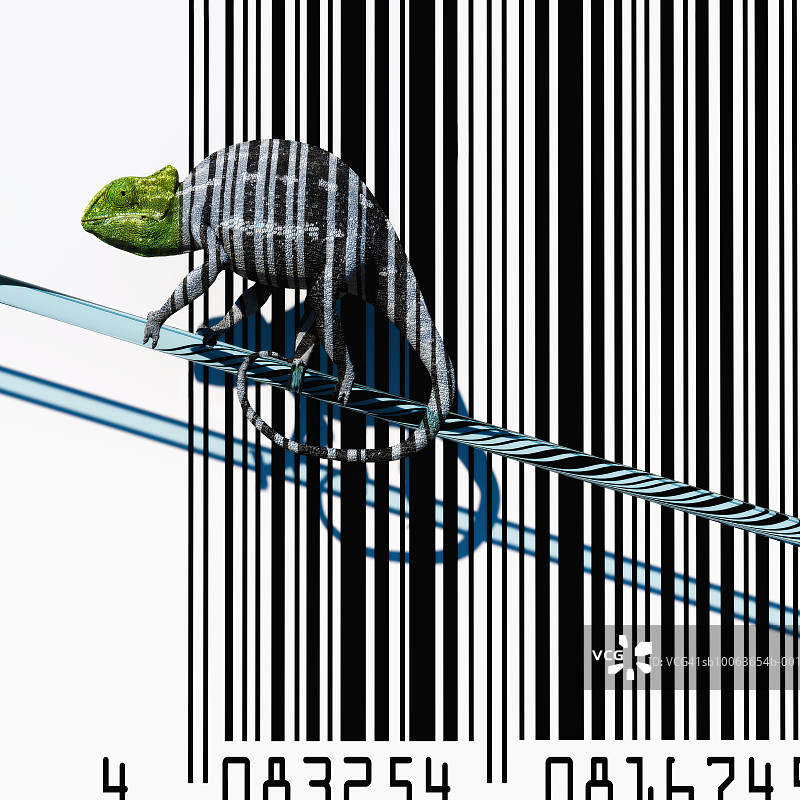 条形码背景下的变色龙图片素材