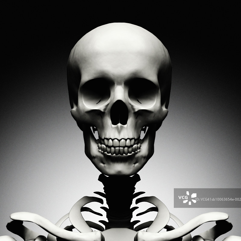 人类头骨与颈椎骨骼（正面）图片素材