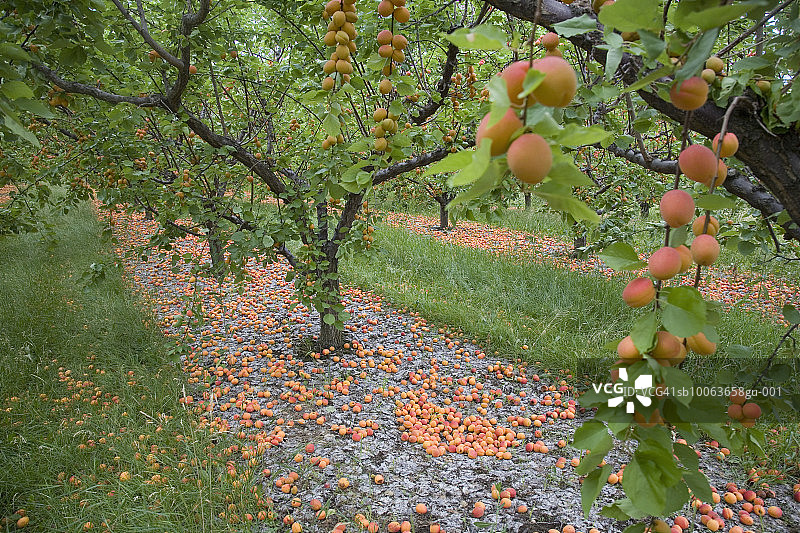 树上和地上的杏子图片素材