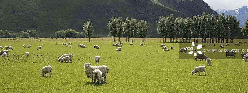 在牧场上吃草的羊群图片素材