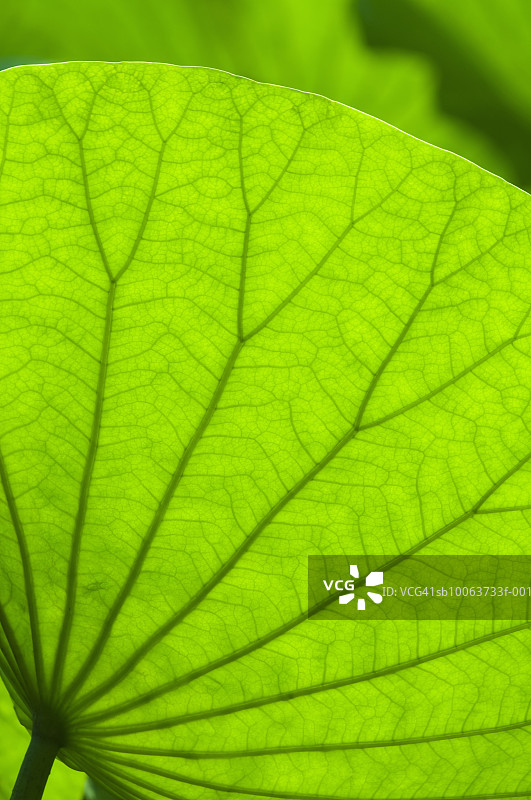 荷叶特写图片素材