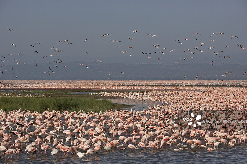 湖中的小红鹳图片素材