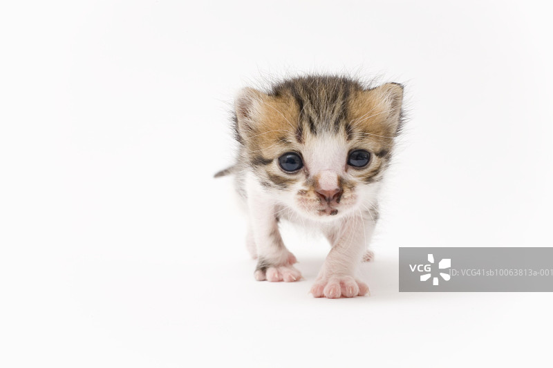 白色背景上的小猫特写图片素材