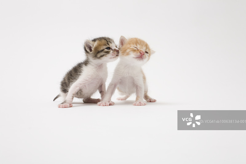 两只小猫在白色背景下亲吻图片素材