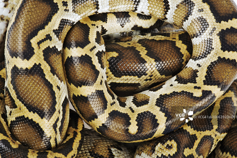 缅甸蟒蛇特写，俯视图，工作室拍摄图片素材