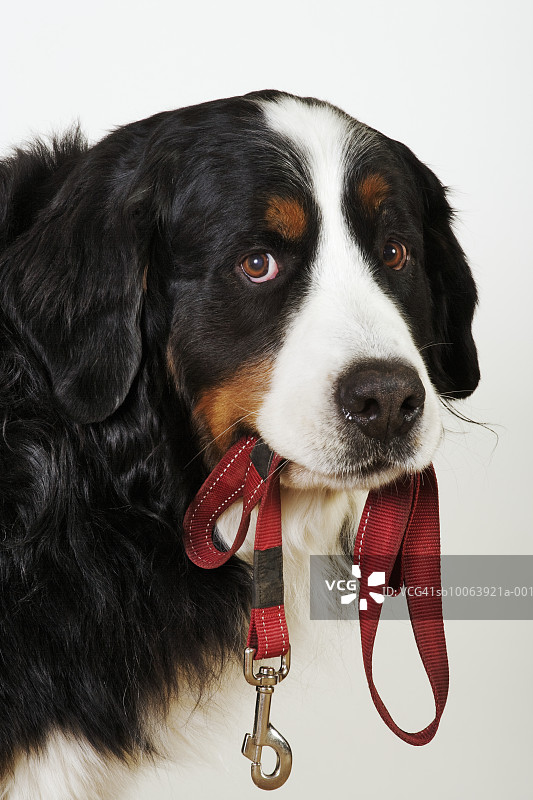 伯恩山地犬（Berner Sennenhund）嘴里叼着牵引绳，看着镜头图片素材