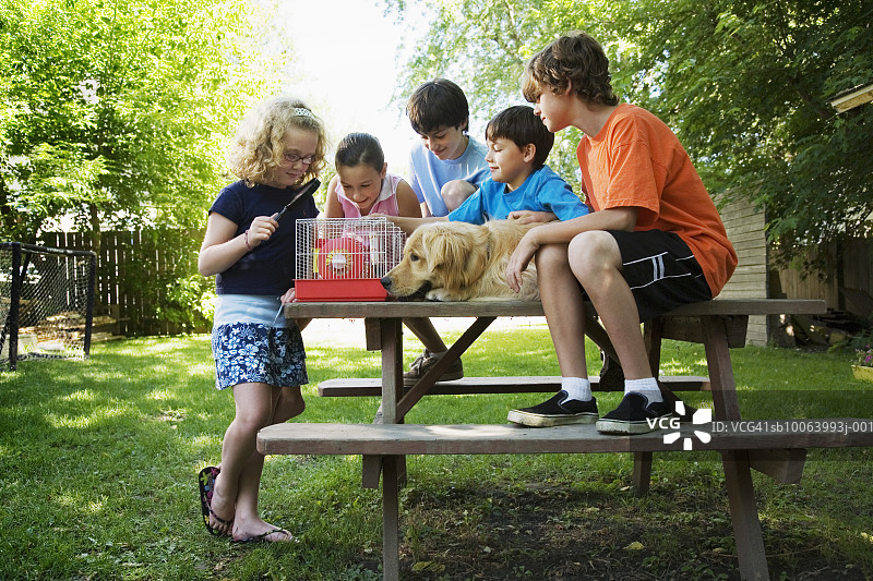 一群孩子和狗坐在野餐桌旁，看着笼子里的仓鼠图片素材