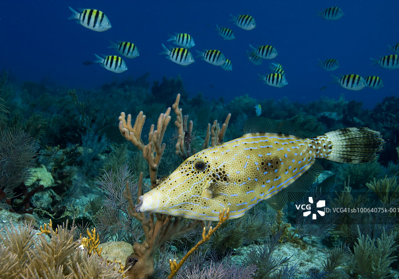 涂鸦革鲀与豆娘鱼图片素材