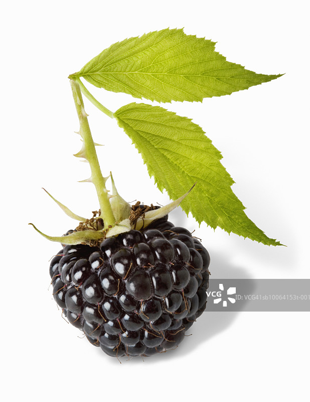 白色背景上的野生黑覆盆子图片素材