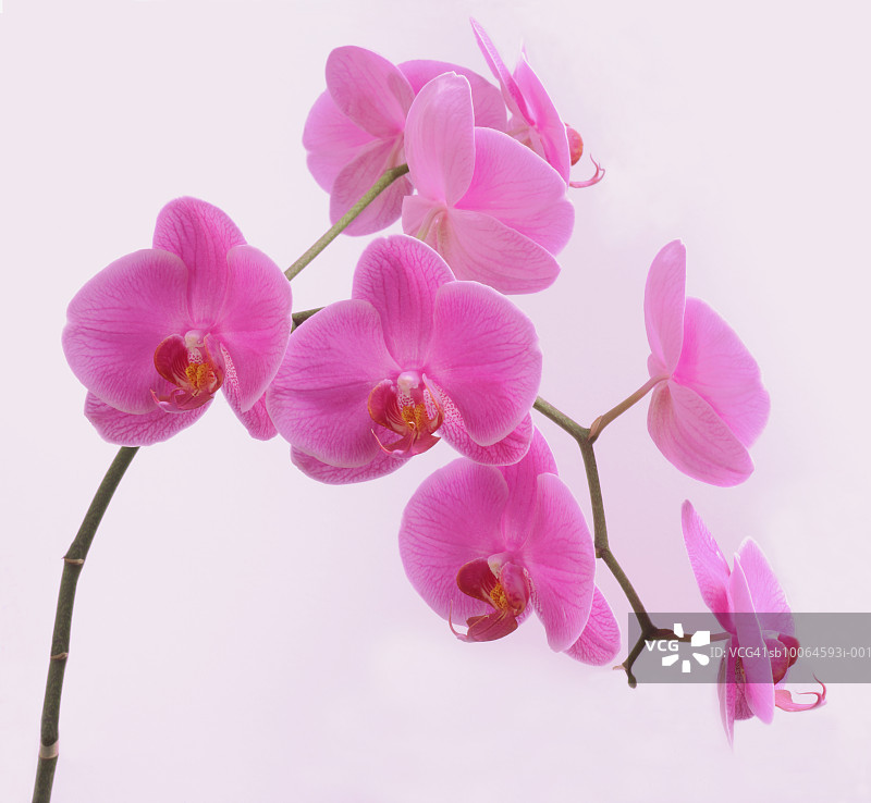 彩色背景上的粉色兰花（蝴蝶兰属）特写图片素材