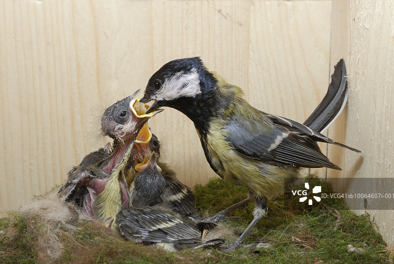 巢穴中的大山雀和幼鸟图片素材