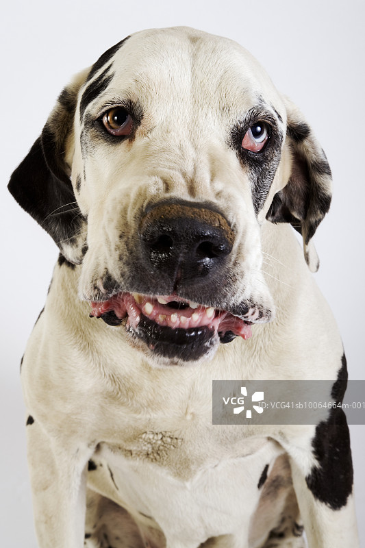 哈利奎恩大丹犬咆哮，工作室拍摄图片素材