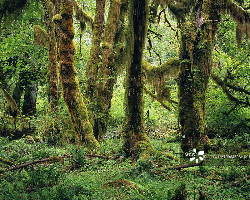 美国华盛顿州奥林匹克国家公园：霍河雨林苔藓之路图片素材