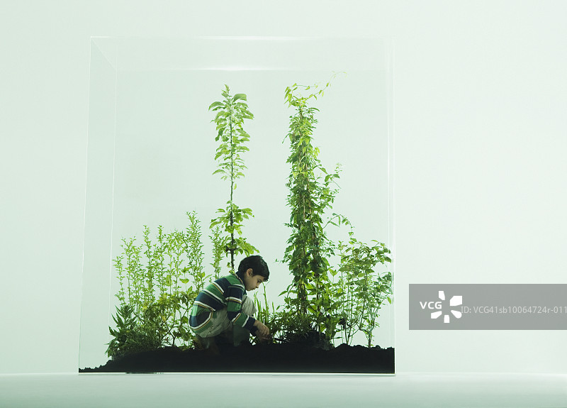 男孩(6-7岁)在装有植物的玻璃柜中园艺，侧视图图片素材