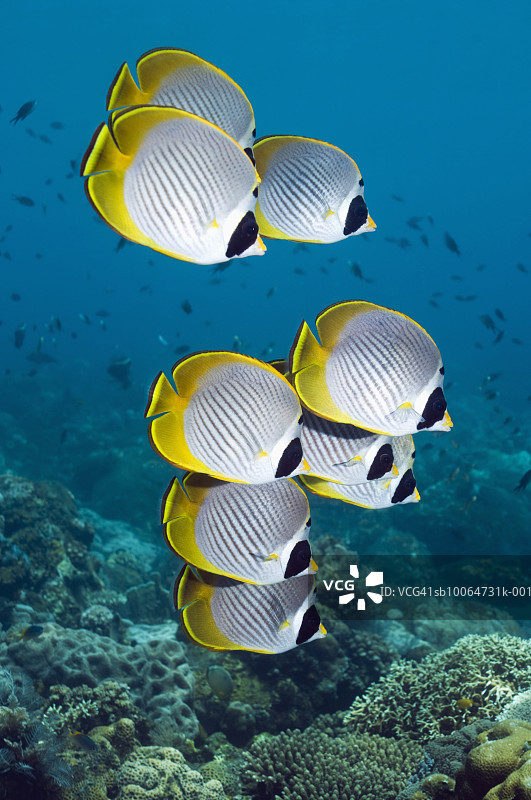 熊猫蝶鱼与珊瑚礁图片素材