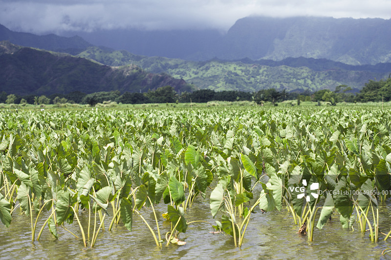 芋头地，背景是山脉图片素材